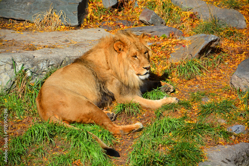 Foto Lion is one of the four big cats in the genus Panthera, and a member of the family Felidae