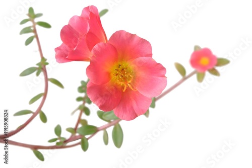 Pink Portulaca Flower (Krokot) Isolated on White Background, Close Up Bloom with Copy Space