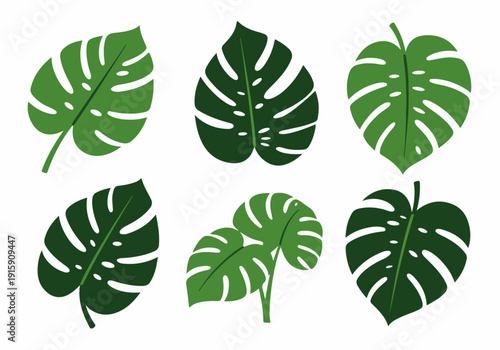 Set of diverse green Monstera deliciosa leaves in flat vector style on white background, perfect for tropical designs, botanical illustrations, and nature-inspired decor.