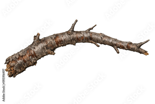 Dry winding tree branch with textured bark providing natural element, isolated on transparent background