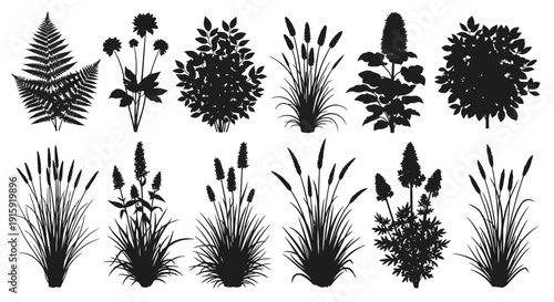 Black Silhouettes of Various Garden Plants and Grasses