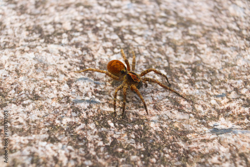 Obraz na plátně spider on the ground