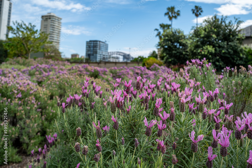 Obraz premium Purple Flowers with Sydney Harbour Bridge and City Skyline