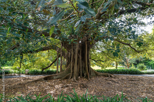 Giant Moreton Bay Fig Tree with Buttress Roots in Sydney