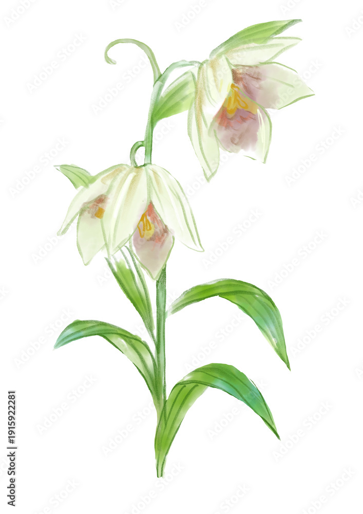 Obraz premium 咲き誇るバイモの花の手描きの水彩イラスト(透過PNG)