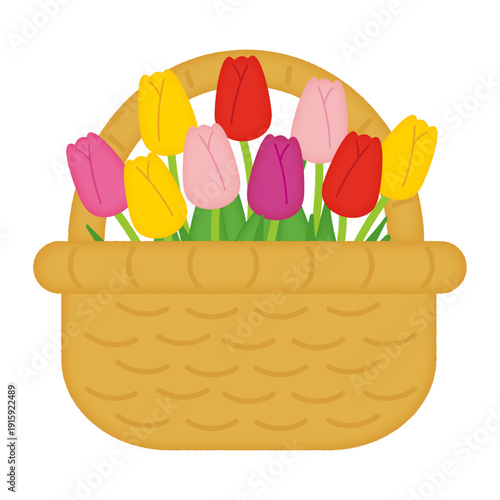 チューリップのフラワーバケットのイラスト/Illustration of a tulip flower bucket