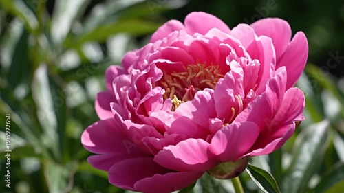 A vibrant, close-up shot of a fully bloomed pink flower with a green blurred background