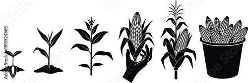 Corn plant growth stages from seedling to harvest maize silhouette vector illustration collection