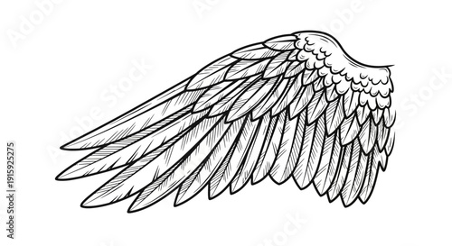 Detailed Black and White Drawing of a Single Angel Wing, Feathered, Isolated on White Background