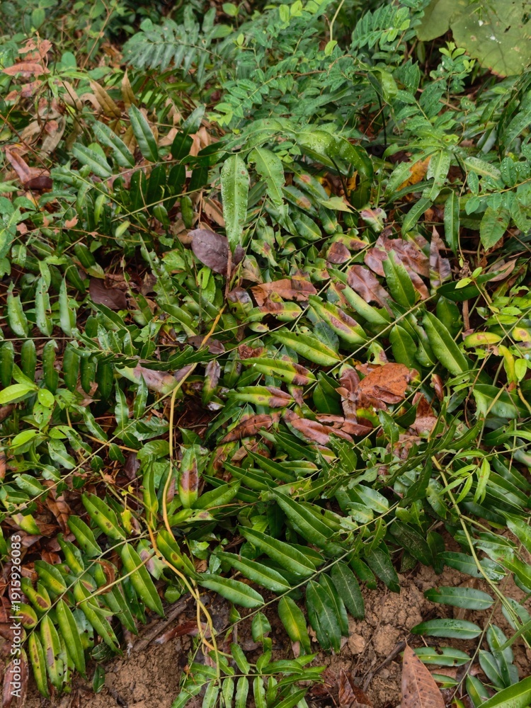Obraz premium Forest, Malaysia, Hills