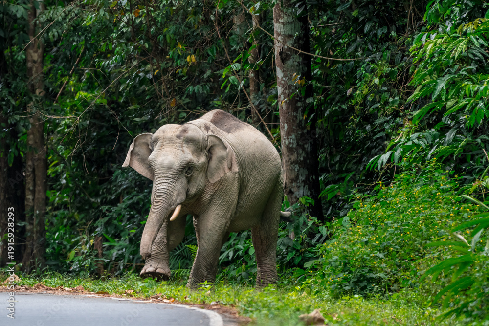Fototapeta premium Its body is gray, its snout is called the trunk. The trunk of the Asian elephant has only one beak. Nakhon Ratchasima, Thailand.
