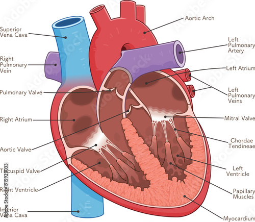 心臓の断面のイラスト Cross section of the heart
