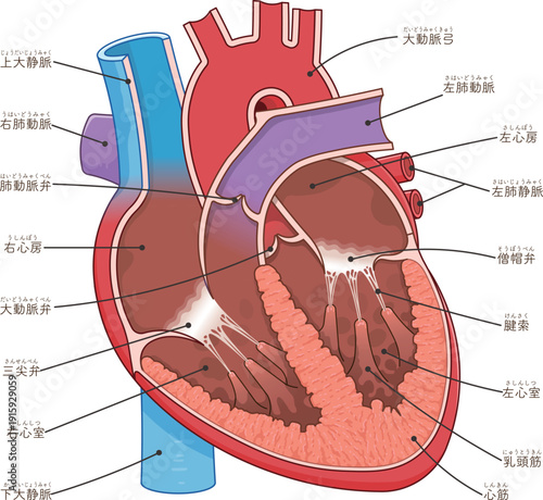心臓の断面のイラスト Cross section of the heart