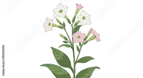 A colorful bromeliad plant illustration.