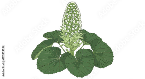 A botanical illustration of a colorful cluster of blooming flowers on a stem.