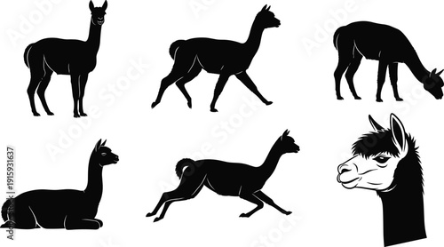 Llama Silhouette Set Standing Walking Grazing Sitting and Head Portrait Vector Illustration Collection Isolated
