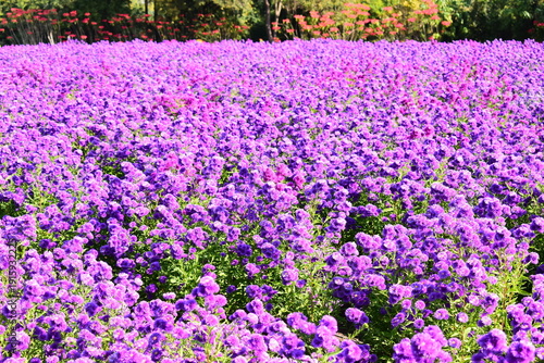 beautiful purple flower garden in springtime, natural background