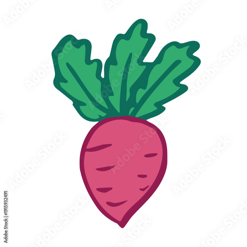 Hand drawn farm radish beet beetroot plant with green leaves Fresh vegetable doodle Healthy eco food Organic garden vegetarian food For design, print, packaging, decor, kids books