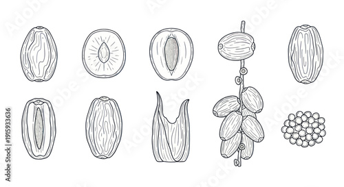 Hand drawn illustration of dates fruit and seeds with branch and cross section views, perfect for botanical or food design projects