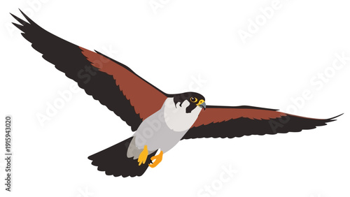 Peregrine Falcon in Flight, Majestic Bird of Prey with Wings Spread Wide, Hunting