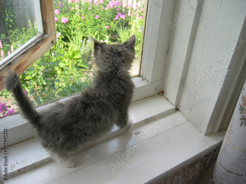 A small kitten peeks out of the window of a rural house. A young country cat stands on the white windowsill of a country house, looking out through the open window. Everyday life in the village.