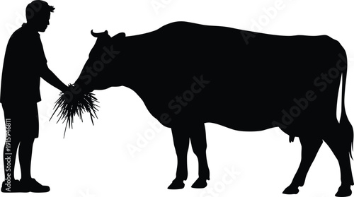 Silhouette Of A Person Feeding A Cow Hay On A White Background Keywords: silhouette, person, man, feeding, cow, cattle, animal