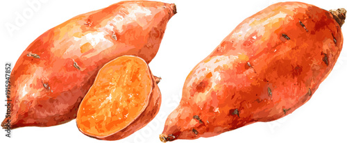 Watercolor sweet potato, simple flat vector illustration on white background.