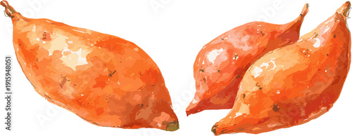 watercolor sweet potato with clipping path