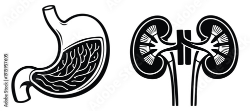 Graphic line art internal organs set featuring a stomach and kidneys for medical education