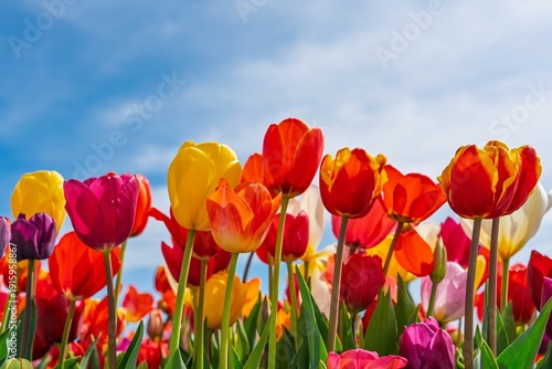 Experience the beauty of spring with a vibrant field of blooming tulips. The colorful flowers against a clear blue sky make a stunning visual, perfect for marketing or greeting cards.