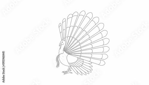Turkey Bird Outline Drawing - Displaying Fan Tail Feathers