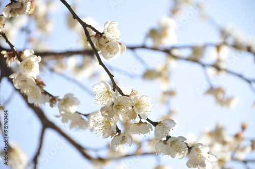 白梅の花