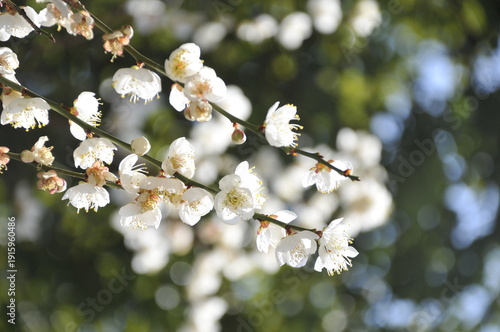 白梅の花
