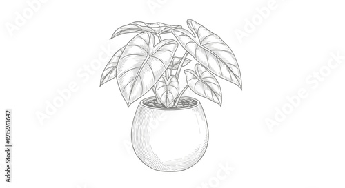 Potted Alocasia Plant Sketch - Elegant Houseplant Illustration