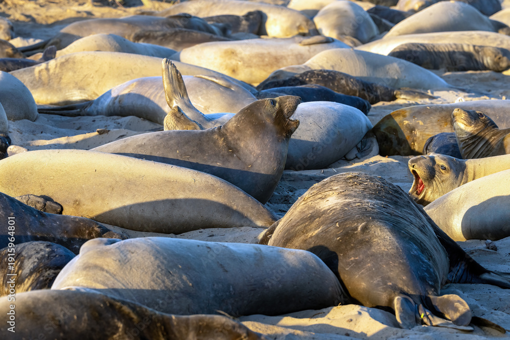 Fototapeta premium Elephant Seals on Beach
