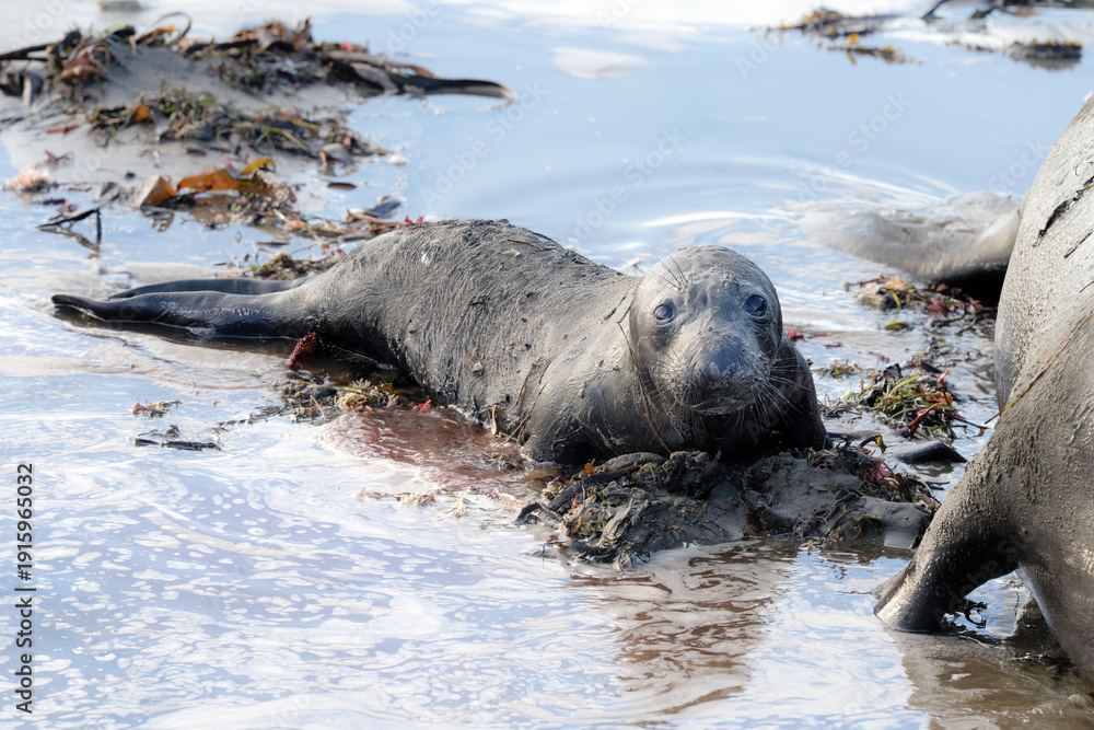 Naklejka premium Baby Elephant Seal Pup on Beach in Water