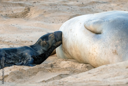 Elephant seal pup nursing with mother