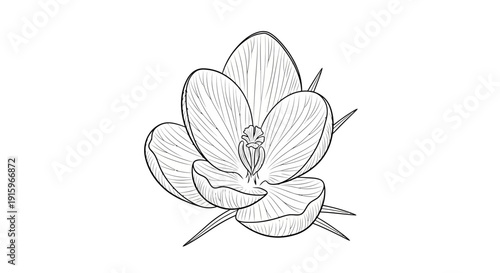 Elegant Crocus Flower Sketch - Black and White Botanical Illustration