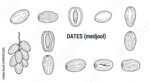 Hand drawn Medjool dates illustration with whole fruit, half cut and bunch - detailed botanical sketch for food and health design