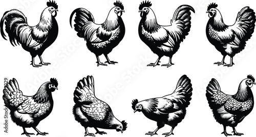 Chicken and rooster illustration set, farm poultry collection with detailed feathers, black engraving style vector isolated for agriculture branding design