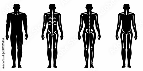 Human anatomy progression full body skeletal muscle and detailed anatomy