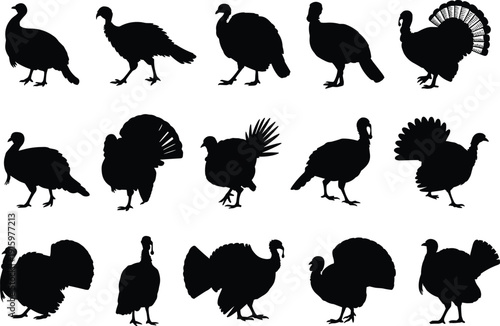 Black turkey silhouette collection, farm bird poultry vector set, wild tom and hen poses, Thanksgiving holiday design elements, cad drawing flat vector illustration,