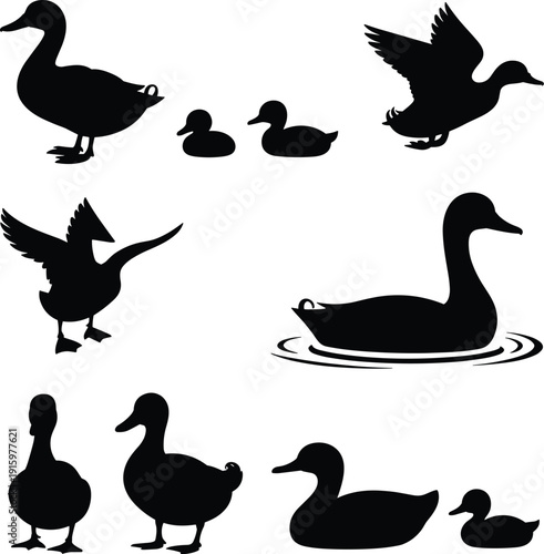 Duck silhouette collection with flying swimming and standing birds, waterfowl vector set isolated on white background for wildlife nature design projects
