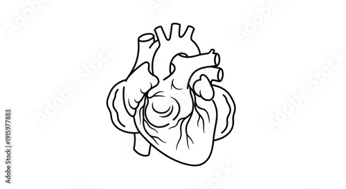 Anatomical Heart Outline Drawing, Medical Symbol, Cardiovascular System