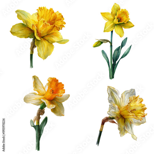 Watercolor - daffodil flowers watercolor object isolated png.