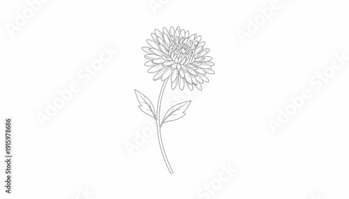 Single Chrysanthemum Flower Outline Drawing, Minimalist Botanical Line Art