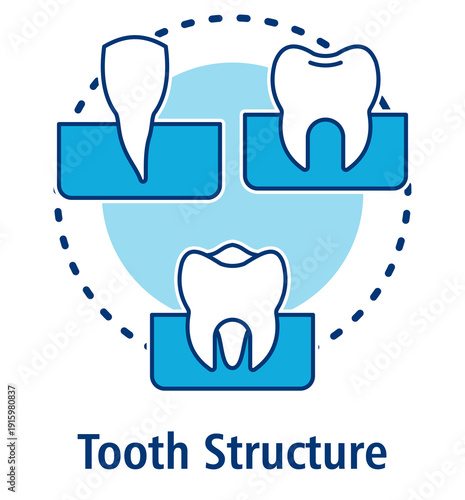 Tooth Structure blue concept icon with Incisor, Premolar, Molar.