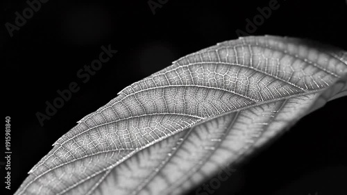 Close-up of a leaf in black and white.
