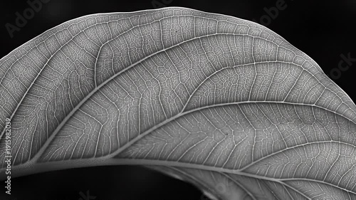 Close-up of a leaf with detailed veins.