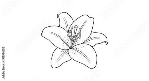 Elegant Lily Flower Outline Drawing, Black and White Botanical Illustration